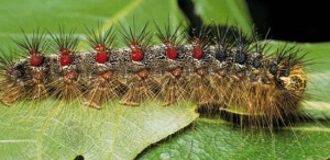 GM caterpillar pic