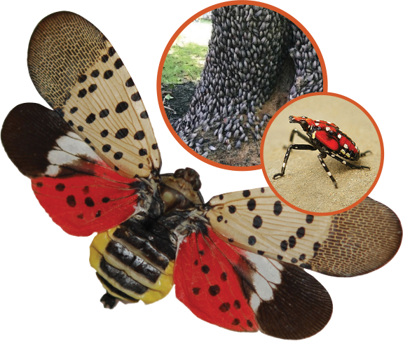 12-16and1-11lanternfly