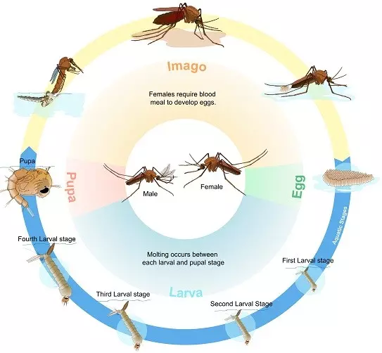 Mosquto life cycle pic